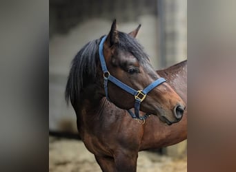Quarter horse américain, Étalon, 3 Ans, 160 cm, Bai brun