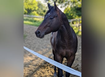 Quarter horse américain, Étalon, 3 Ans, 160 cm, Bai brun