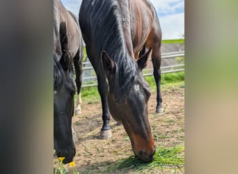 Quarter horse américain, Étalon, 3 Ans, 160 cm, Bai brun