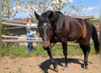 Quarter horse américain, Étalon, 3 Ans, 160 cm, Bai brun