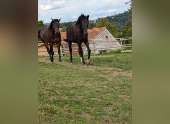 Quarter horse américain, Étalon, 3 Ans, 160 cm, Bai brun