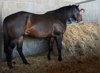 Quarter horse américain, Étalon, 3 Ans, 160 cm, Bai brun