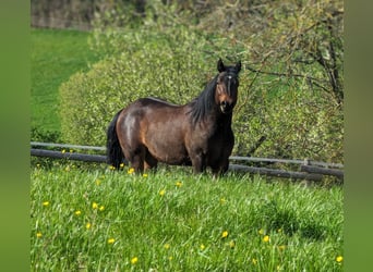 Quarter horse américain, Étalon, 3 Ans, 160 cm, Bai brun