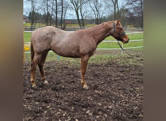 Quarter horse américain, Étalon, 3 Ans, 160 cm