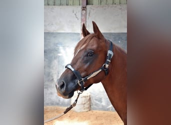 Quarter horse américain, Étalon, 3 Ans, Alezan