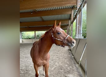Quarter horse américain, Étalon, 3 Ans, Alezan