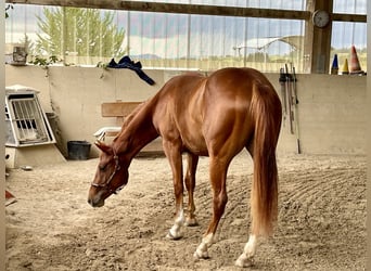 Quarter horse américain, Étalon, 3 Ans, Alezan