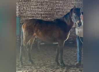 Quarter horse américain Croisé, Étalon, 3 Ans, Bai brun