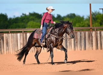 Quarter horse américain, Étalon, 3 Ans, Bai brun