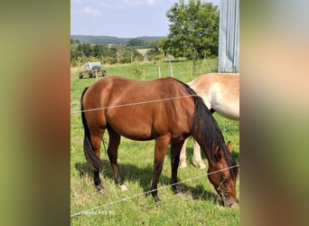 Quarter horse américain, Étalon, 3 Ans, Bai
