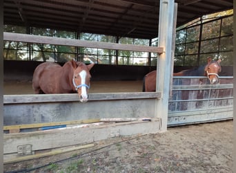 Quarter horse américain, Étalon, 3 Ans, Bai