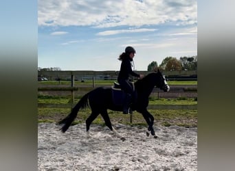 Quarter horse américain, Étalon, 4 Ans, 140 cm, Noir