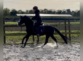 Quarter horse américain, Étalon, 4 Ans, 140 cm, Noir