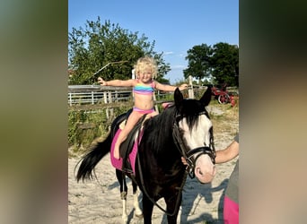 Quarter horse américain, Étalon, 4 Ans, 141 cm, Noir