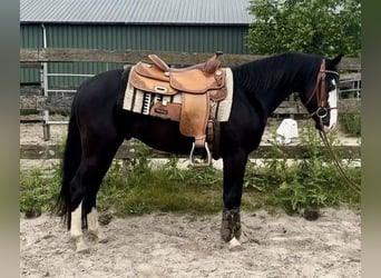 Quarter horse américain, Étalon, 4 Ans, 141 cm, Noir