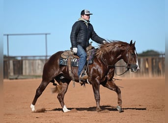 Quarter horse américain, Étalon, 4 Ans, 147 cm, Alezan cuivré