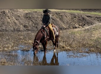 Quarter horse américain, Étalon, 4 Ans, 147 cm, Rabicano