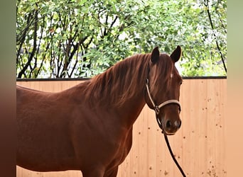 Quarter horse américain, Étalon, 4 Ans, 148 cm, Alezan