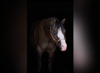 Quarter horse américain, Étalon, 4 Ans, 149 cm, Grullo