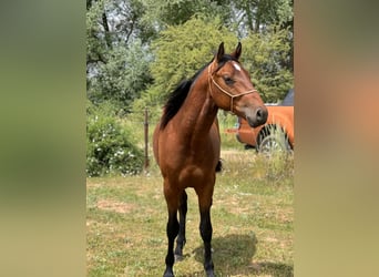 Quarter horse américain Croisé, Étalon, 4 Ans, 150 cm, Bai