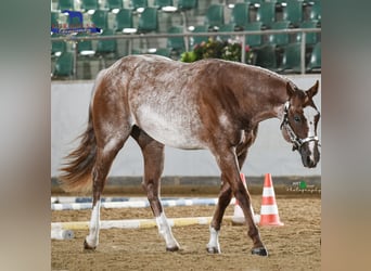 Quarter horse américain, Étalon, 4 Ans, 155 cm, Rouan Rouge
