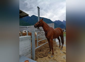 Quarter horse américain, Étalon, 4 Ans, 156 cm, Alezan
