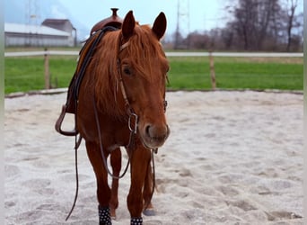 Quarter horse américain, Étalon, 4 Ans, 156 cm, Alezan