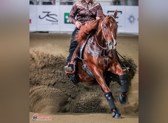 Quarter horse américain, Étalon, 4 Ans, Alezan