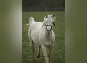 Quarter horse américain, Étalon, 4 Ans, Perlino