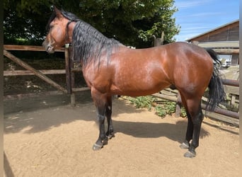 Quarter horse américain, Étalon, 4 Ans