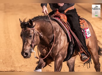 Quarter horse américain, Étalon, 5 Ans, 149 cm, Buckskin