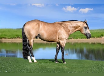 Quarter horse américain, Étalon, 5 Ans, 152 cm, Buckskin
