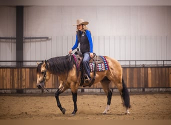 Quarter horse américain, Étalon, 5 Ans, 152 cm, Buckskin