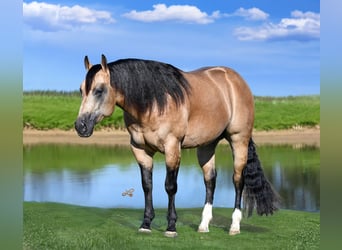 Quarter horse américain, Étalon, 5 Ans, 152 cm, Buckskin