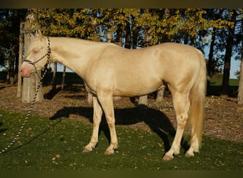 Quarter horse américain, Étalon, 5 Ans, 152 cm, Cremello