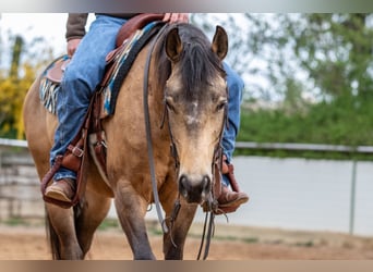 Quarter horse américain, Étalon, 5 Ans, Buckskin