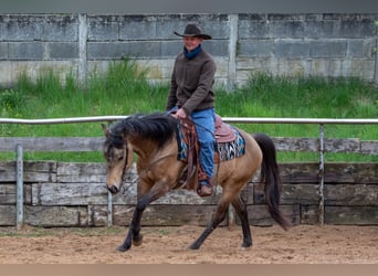 Quarter horse américain, Étalon, 5 Ans, Buckskin