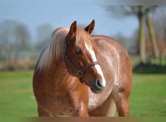 Quarter horse américain, Étalon, 5 Ans