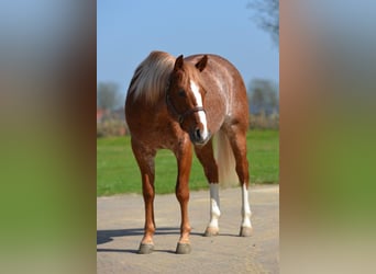 Quarter horse américain, Étalon, 5 Ans