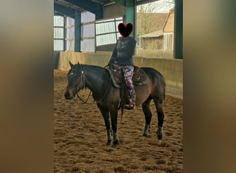 Quarter horse américain, Étalon, 6 Ans, 148 cm, Bai