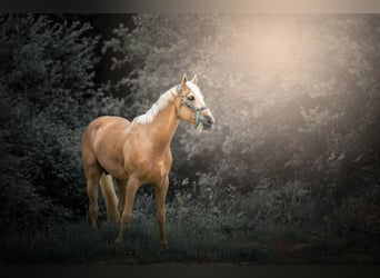 Quarter horse américain, Étalon, 6 Ans, 160 cm, Palomino