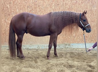 Quarter horse américain, Étalon, 6 Ans, Alezan