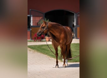 Quarter horse américain, Étalon, 7 Ans, 148 cm, Alezan brûlé