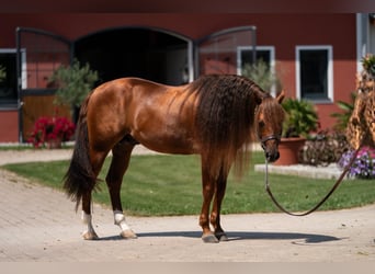 Quarter horse américain, Étalon, 7 Ans, 148 cm, Alezan brûlé