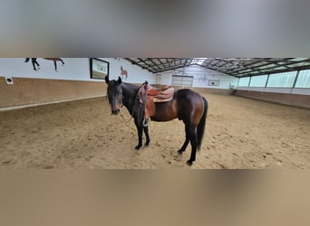 Quarter horse américain, Étalon, 7 Ans, 152 cm, Isabelle