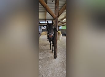 Quarter horse américain, Étalon, 7 Ans, 152 cm, Isabelle