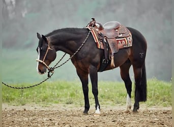 Quarter horse américain, Étalon, 7 Ans, 155 cm, Bai