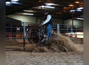 Quarter horse américain, Étalon, 8 Ans, 147 cm, Alezan cuivré