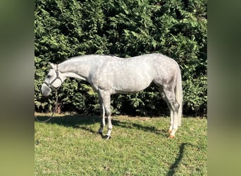 Quarter horse américain, Étalon, 8 Ans, 153 cm, Gris