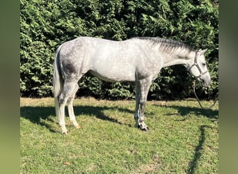 Quarter horse américain, Étalon, 8 Ans, 153 cm, Gris